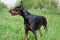 Cute doberman pinscher close up.