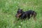 Cute doberman pinscher is lying on a green grass.