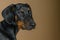 Cute Doberman Pinscher puppy head portrait