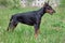 Cute doberman pinscher is standing on a green grass.