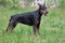 Cute doberman pinscher is standing in a green grass.