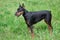 Cute doberman pinscher is standing on a green meadow.