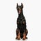 cute dobermann dog with collar panting with tongue out