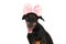 Cute dobermann dog with headband and bowtie sticking out tongue