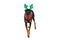 Cute dobermann dog with reindeer ears and bandana looking up