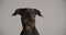 Cute dobermann puppy posing in studio