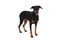 Cute dobermann puppy sticking out tongue while standing in studio