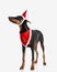 cute dobermann wearing santa hat and costume looking to side