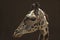 Cute doe-eyed West African Giraffe in profile - Los Angeles Zoo