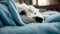 cute dog adorable a blanket animal home portrait