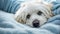 cute dog adorable a blanket animal home portrait pet cozy