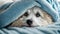 cute dog adorable a blanket animal home portrait pet cozy canine