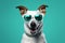 cute dog animal  concept portrait funny smile sunglasses background pet. Generative AI.