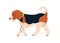 Cute dog of Beagle breed. Happy doggy profile, walking, going. Adorable puppy, canine animal, side view. Sweet lovely