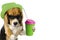 cute dog beagle drinks coffee drink from a cup