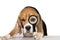 Cute dog beagle looks attentively in a magnifying glass
