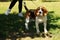 Cute dog beagle portrait in outdoor park