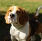 Cute dog beagle portrait in outdoor park