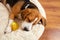 Cute dog beagle sleeps with his toy on a soft pillow