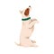 Cute dog in begging pose. Funny puppy of Jack Russell terrier breed. Canine obedience. Adorable pup in praying position