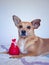 Cute dog with big ears lying down next to a toy and staring at camera