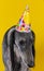 Cute dog with a birthday party hat on isolated on a yellow background. greyhound. hat with copyscpace. puppy mischief