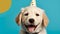Cute dog at a birthday party wearing party hat