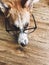 Cute dog in black glasses lying on floor with funny look. Smart dog learning and reading. Vision problem, eye care in dogs. Copy