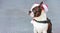 Cute dog boston terrier Santa hat sitting on grey background, baner