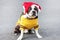 Cute dog boston terrier in yellow sweater and Santa hat sitting