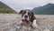 Cute Dog, Boxer Biting Stick on Rocky Beach in Canadian Nature.