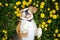 cute dog breed Beagle funny lies paws up on a green meadow