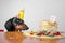 Cute dog breed dachshund, black and tan,  hungry for a happy birthday cake with candles  number 9,wearing  party hat  , on white b