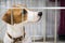 Cute dog breed jack russel terrier sits in an iron cage