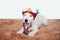 Cute dog breed Jack Russell Broken in knitted owl hat sits on fluffy rug on white background