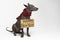 Cute dog breed, Mexican Hairless dog with Iroquois, in red Christmas tinsel garland with a cardboard sign of a `Happy New Year `