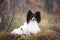 Cute dog breed papillon lying under the tree in the forest in the fall