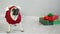 Cute dog of breed a pug is dressed by a holiday in suit of a reindeer and stands next to the gifts in bright packaging