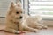 Cute dog breed Spitz lying on the floor near the door inside the house