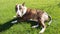 Cute  Dog Brindle Bull terrier