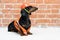 Cute dog builder dachshund in an orange construction helmet and a vest, against a red brick wall