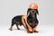 Cute dog builder dachshund in an orange construction helmet and a vest obscures the eyes,  on gray background, look at the