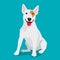 Cute dog Bullterrier breed