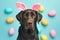 Cute dog with bunny ears and easter eggs on blue background