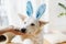 Cute dog in bunny ears gives paw to owner hand in sunny room. Happy Easter. Loyal friend and trust concept. Pet and easter at home