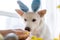 Cute dog in bunny ears looking at stylish easter eggs. Happy Easter. Adorable white swiss shepherd dog in bunny ears sniffing
