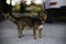 Cute dog caught by dog catchers who is housed in a cage at the public shelter built by the town hall for dogs on the street or