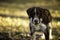 Cute dog caught by dog catchers who is housed in a cage at the public shelter built by the town hall for dogs on the street or