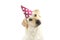 CUTE DOG CELEBRATING A BIRTHDAY PARTY, TINTING THE HEAD SIDE AND