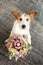 Cute dog celebrating valentine`s day, mother`s day or birthay holding a dried floral bouquet. High angle view